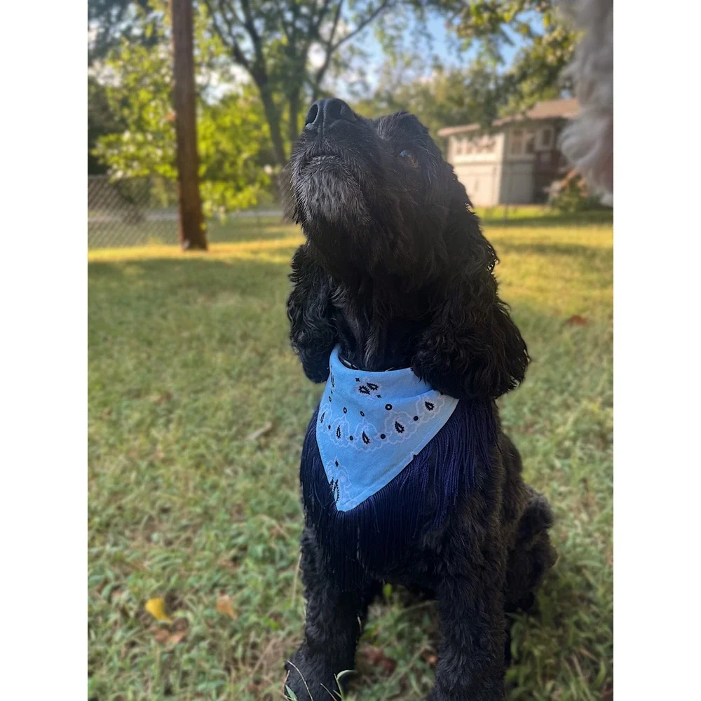 Blue Jean Baby Blue Paisley Fringe Dog Bandana | Handmade Western Pet Accessory